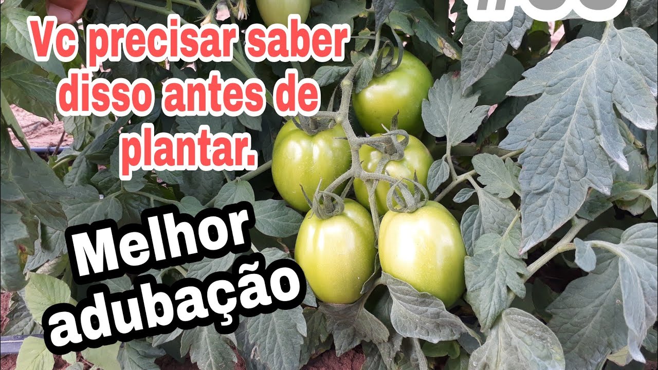 Início da floração e frutificação do tomate. Qual adubação ideal?(Cliente: Seu Bonfim).#09