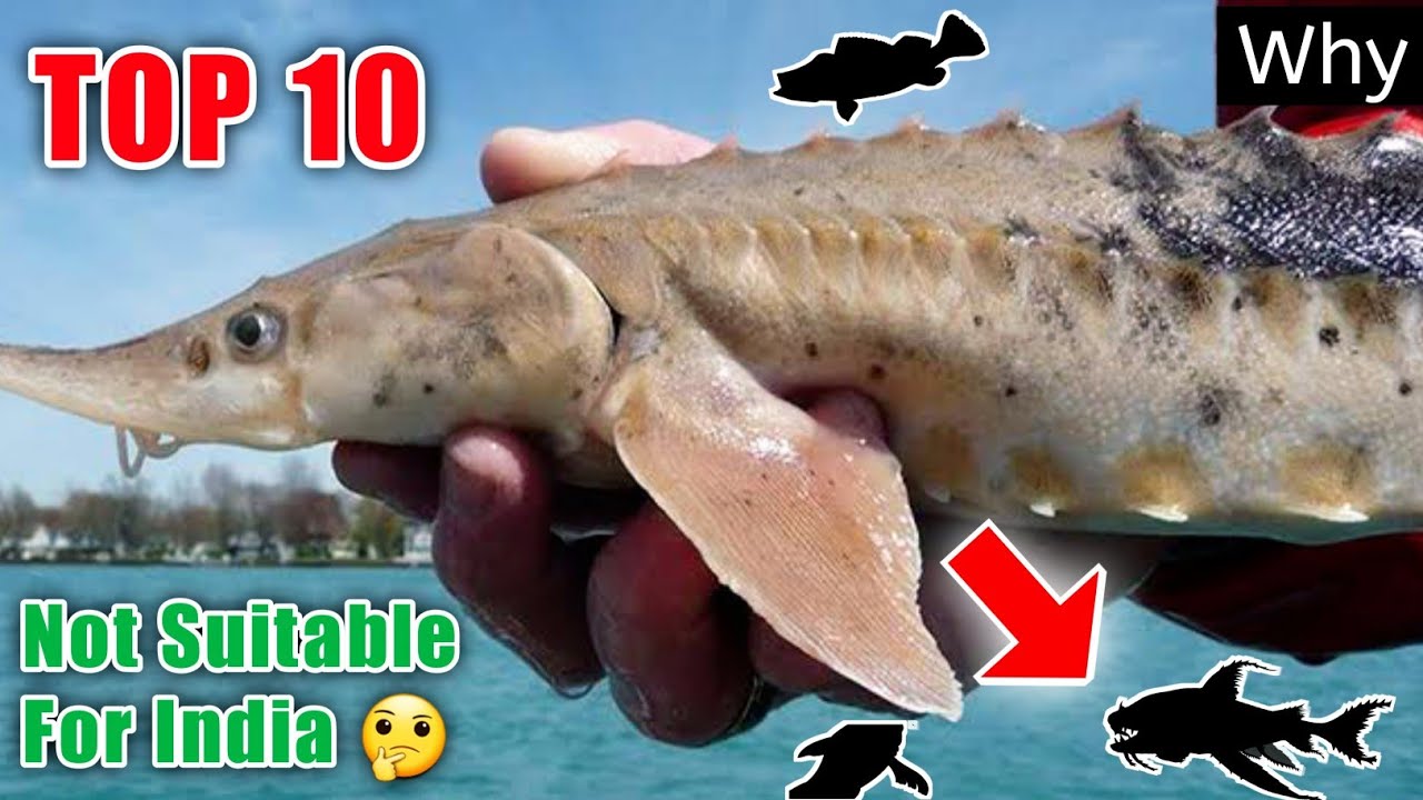 *NEW* Top 10 Monster Fish Not Suitable for India Aquarium Pond By SATYAJIT Pets Vlog Vampire Tetra