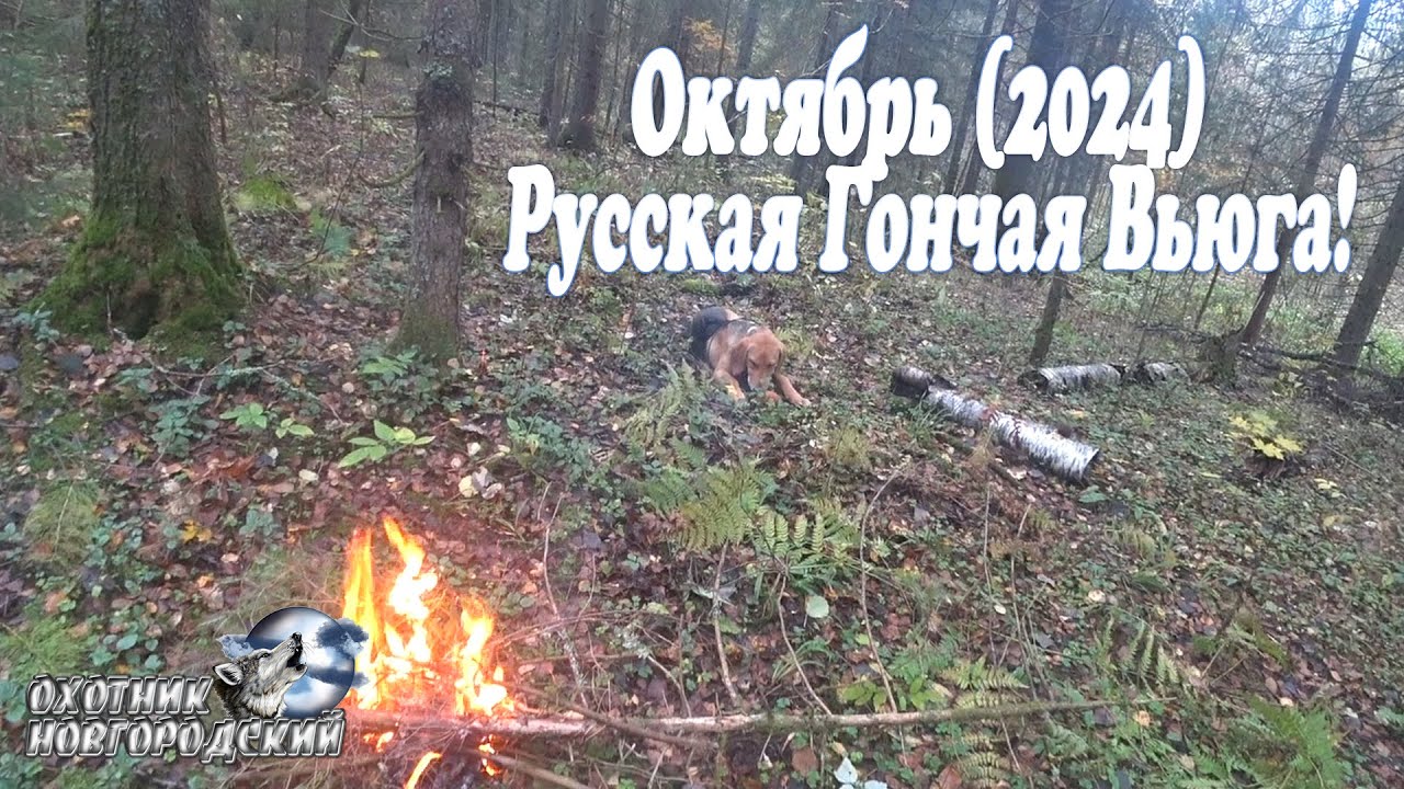 Октябрь! (2024) Русская Гончая Вьюга!