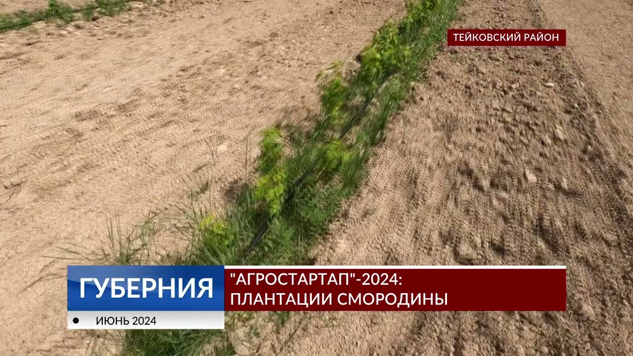 «Агростартап»-2024: плантации смородины