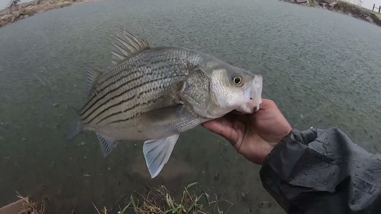 THEY WERE STACKED IN THE HAIL STORM, WIPER FISHING