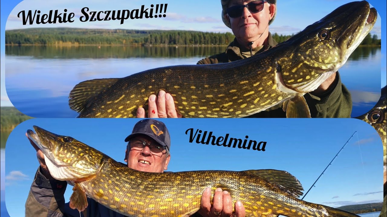 Wyprawy na ryby - Szwecja - Vilhelmina 🇸🇪🇸🇪🇸🇪