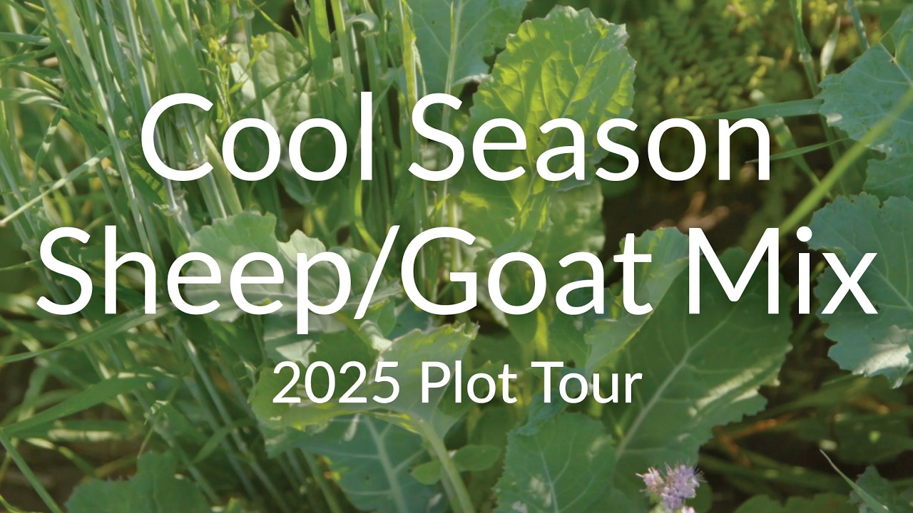 The Cool Season Sheep/Goat Grazing Mix