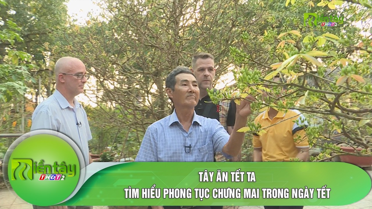 Tây ăn tết ta: Tìm hiểu phong tục chưng mai trong ngày Tết