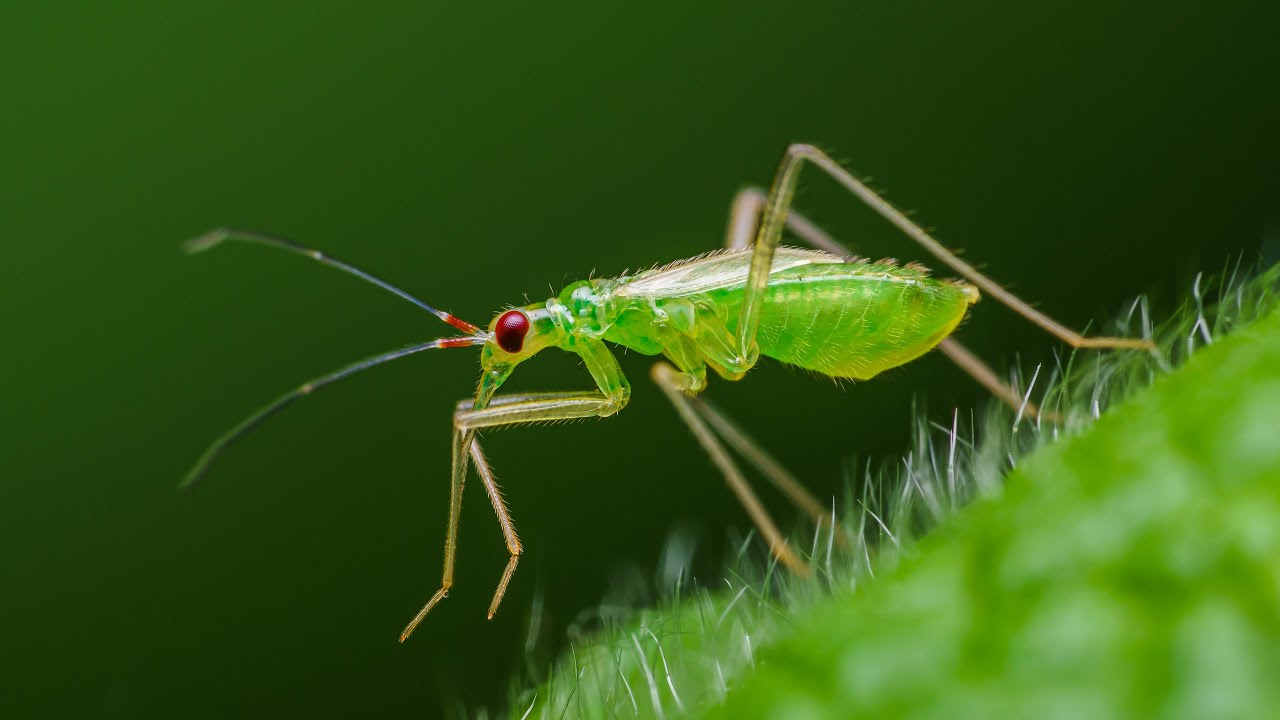 Macrolophus sp. Various activities, including preying on aphid.