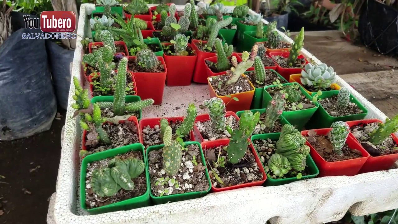 Como son los viveros de plantas en El Salvador svl