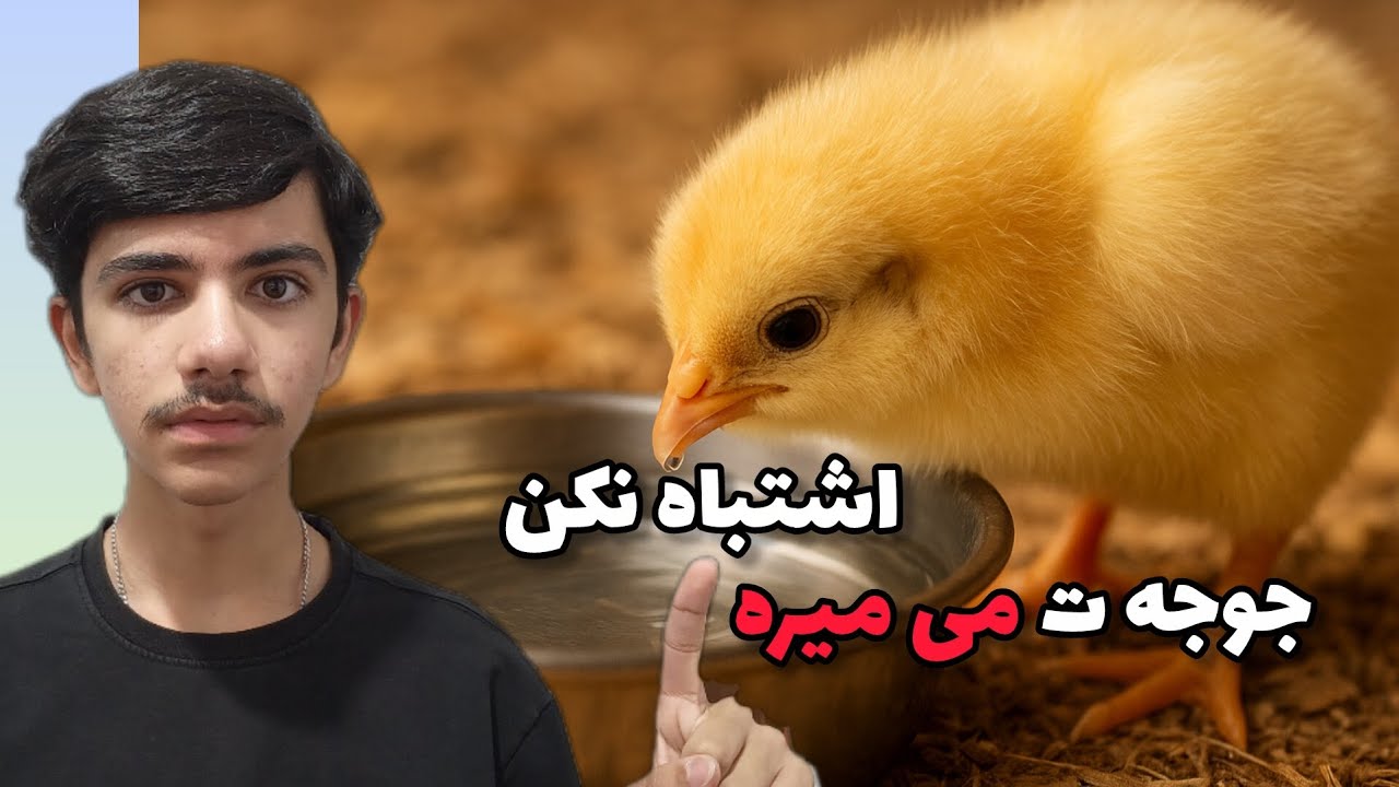 اشتباهات مرگبار در نگهداری جوجه مرغ! | اگه اینارو ندونی جوجه هاتو از دست میدی