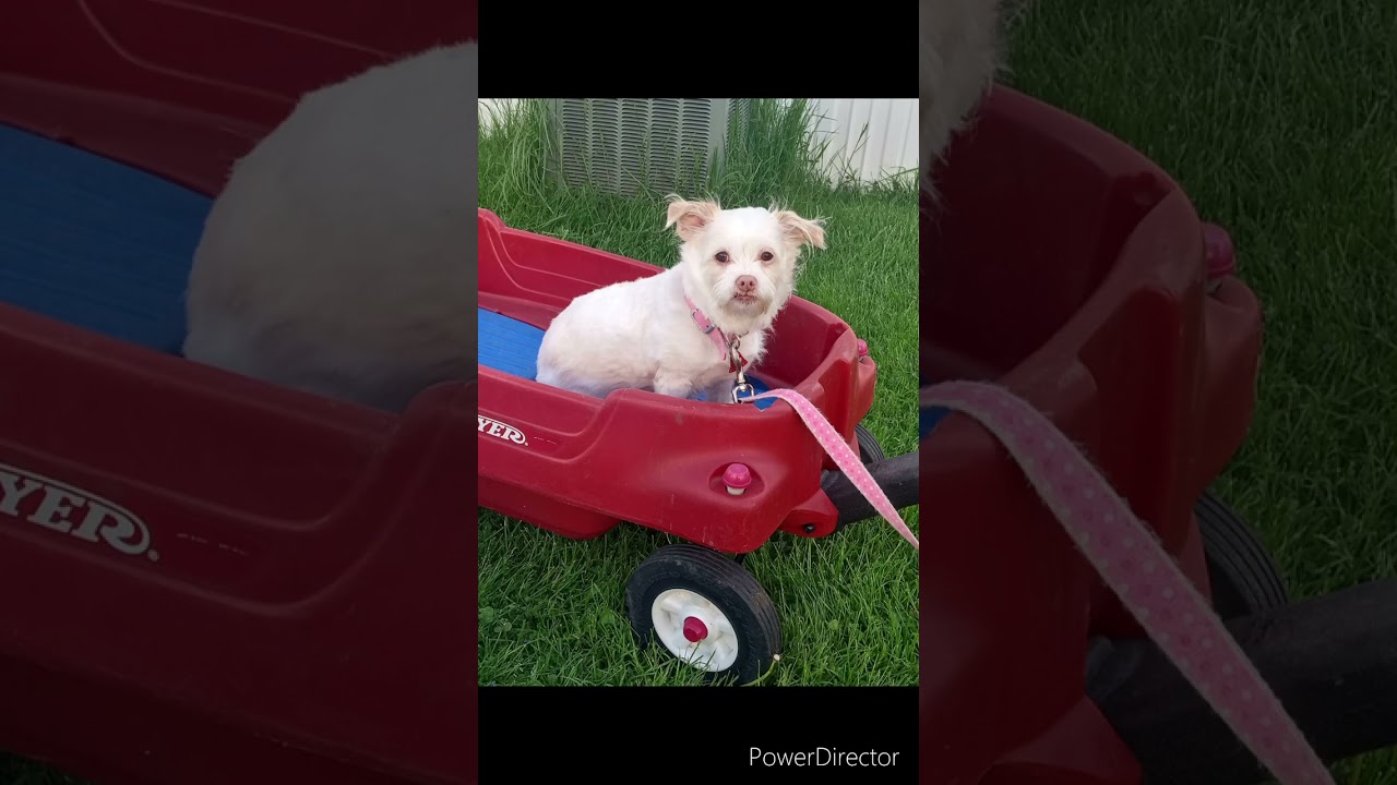 Paloma hitching a ride