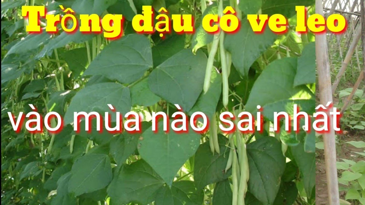 Đậu c&ocirc; ve leo trồng v&agrave;o th&aacute;ng mấy sai quả nhất? thời vụ trồng đỗ c&ocirc; ve, c&aacute;ch chăm s&oacute;c đậu c&ocirc; ve leo