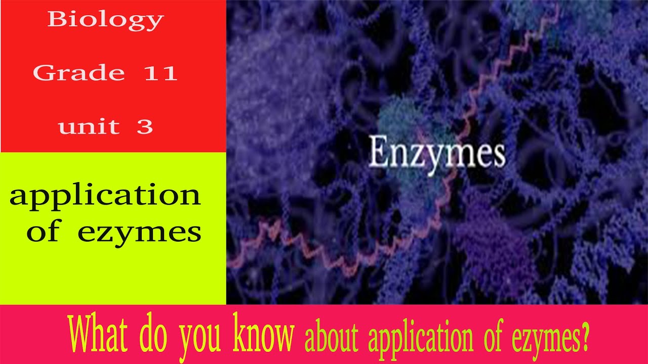 application of ezymes