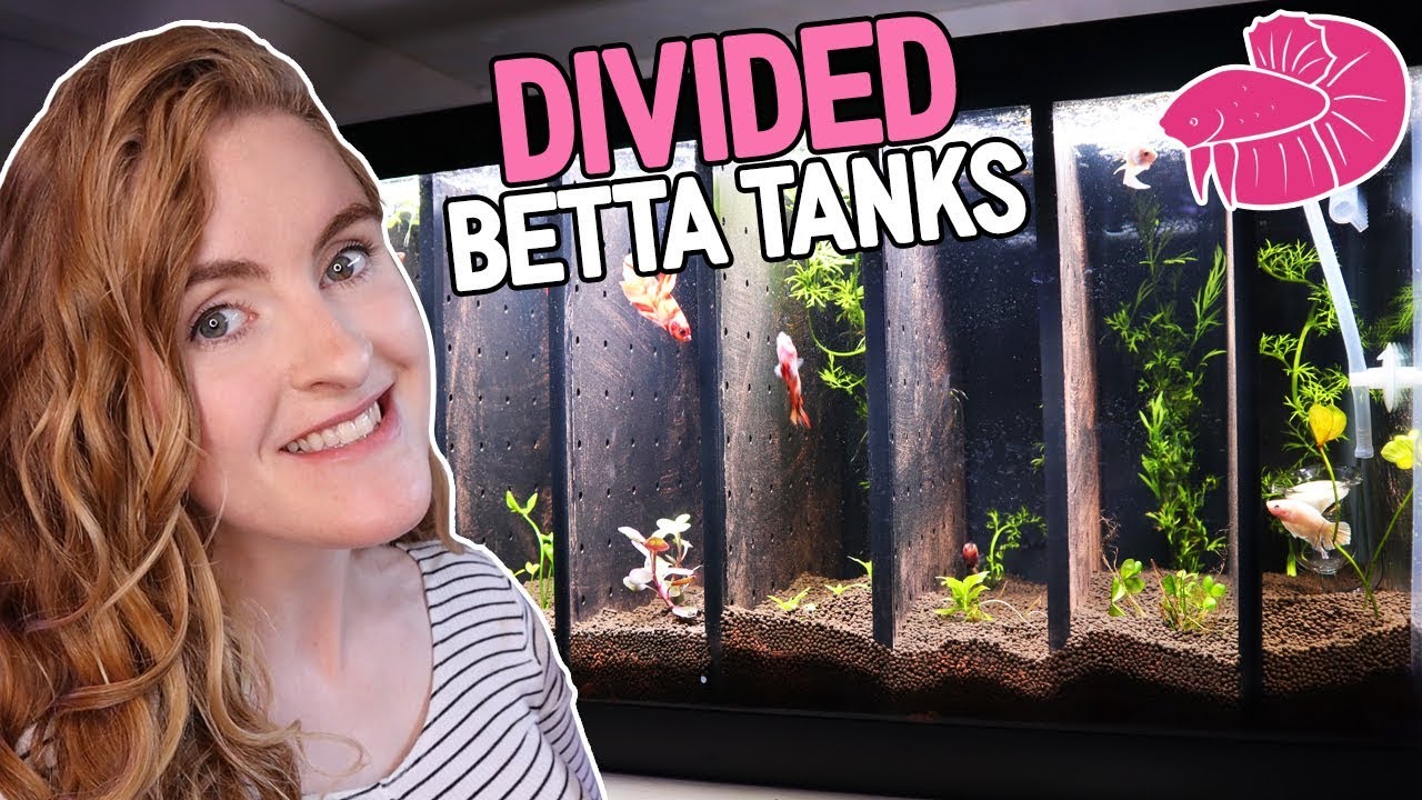 Divided Betta Tank - Step by step setup!