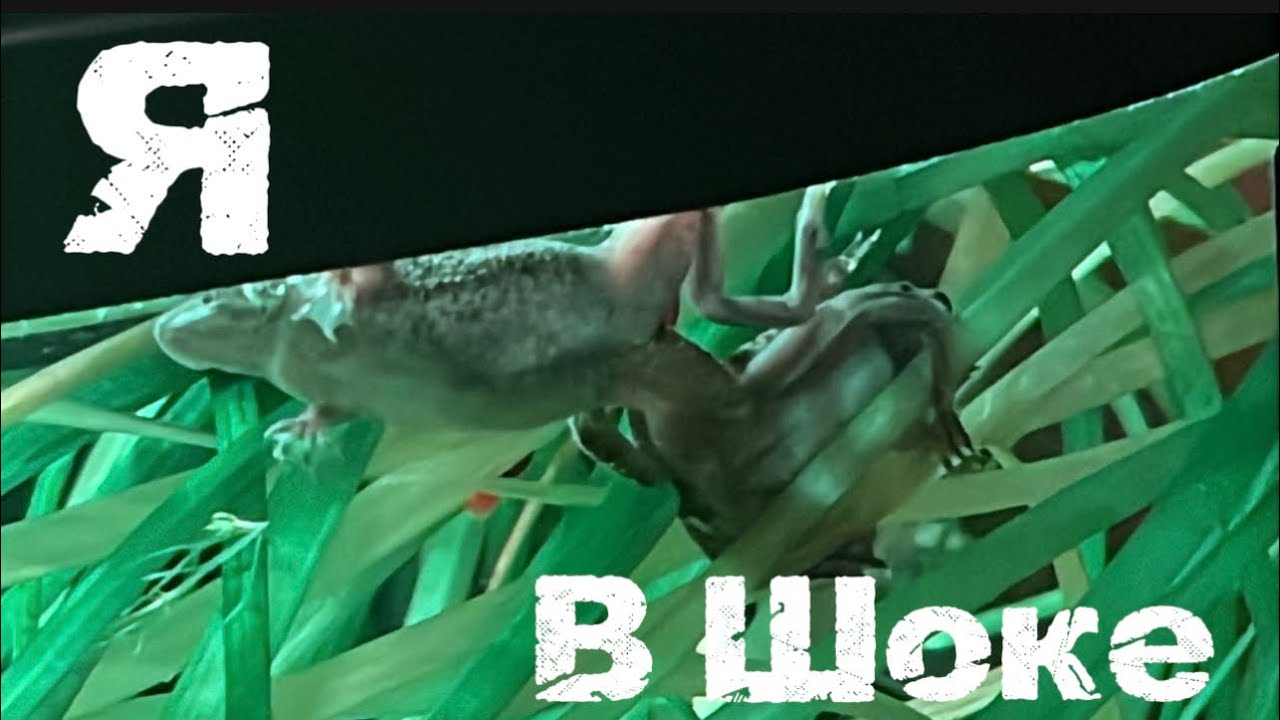 #аквариум #рыба 