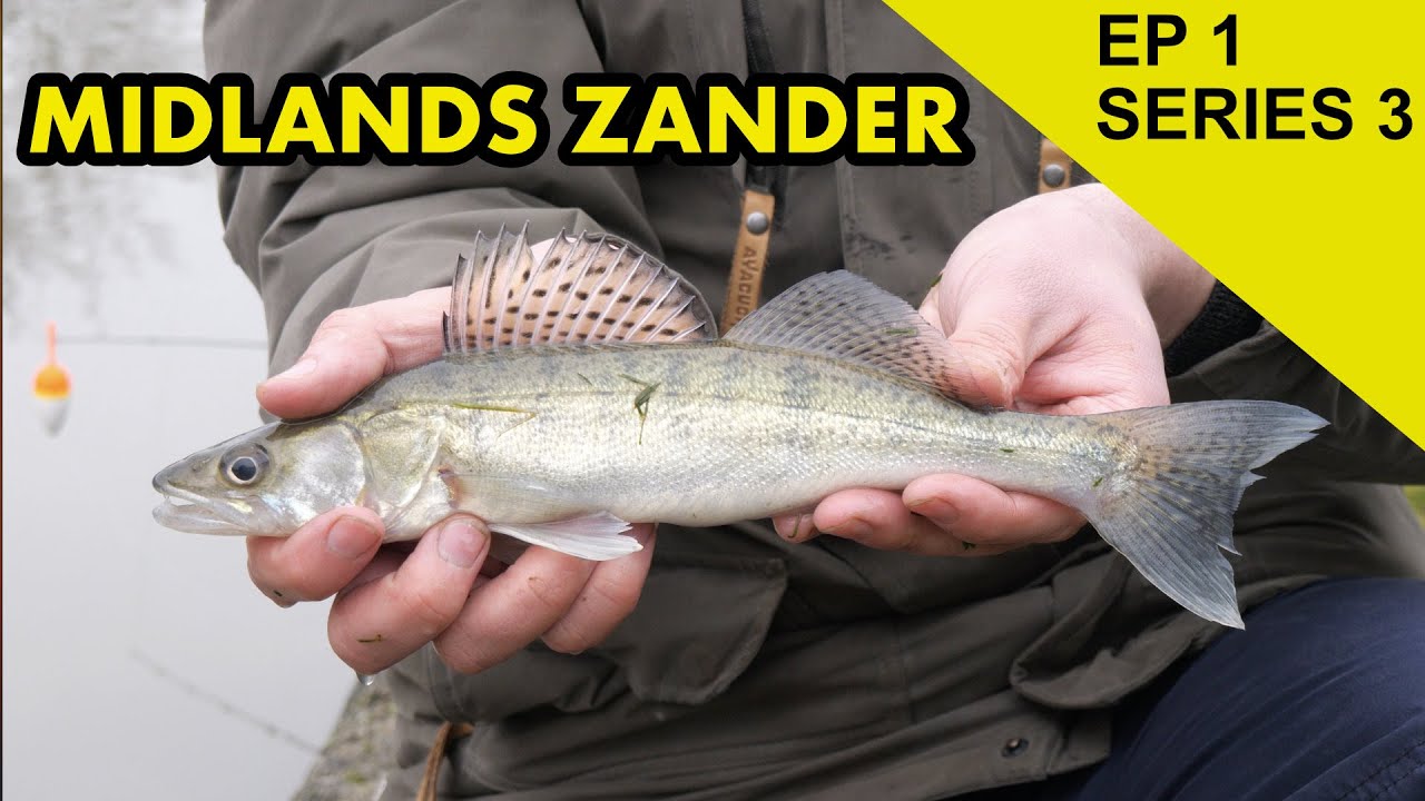 Zander Fishing Midlands: Species Hunt (EP 41)
