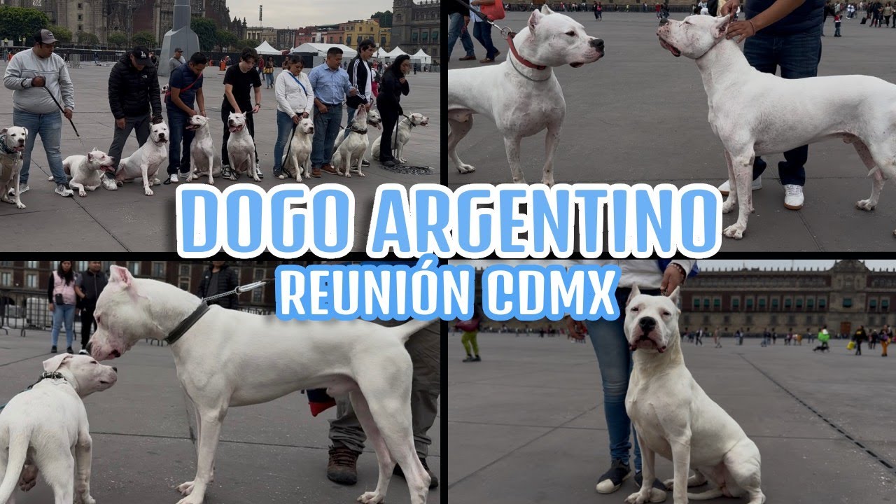 JUNTAMOS más de 20 DOGOS ARGENTINOS y esto pasó...