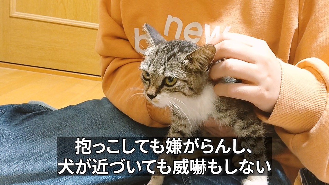 先住犬が見つけた野良猫