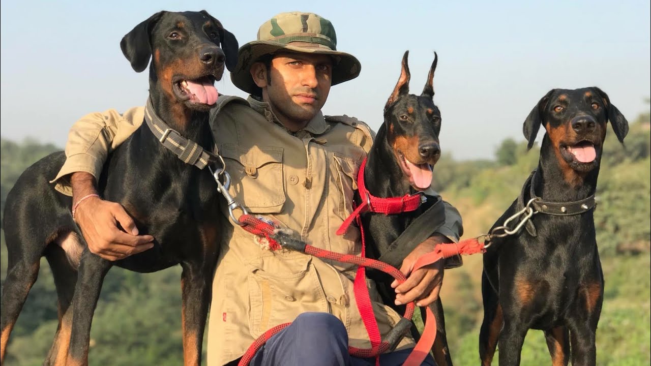 Doberman behaviour feedback by Dog owner. My Dogs my workout partners | Royal Soldier 🇮🇳