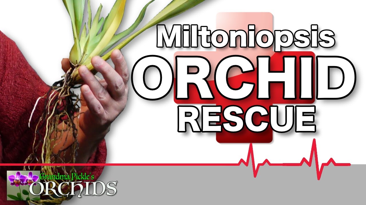 How I Rescued My dying Miltoniopsis Orchid to see it thrive!
