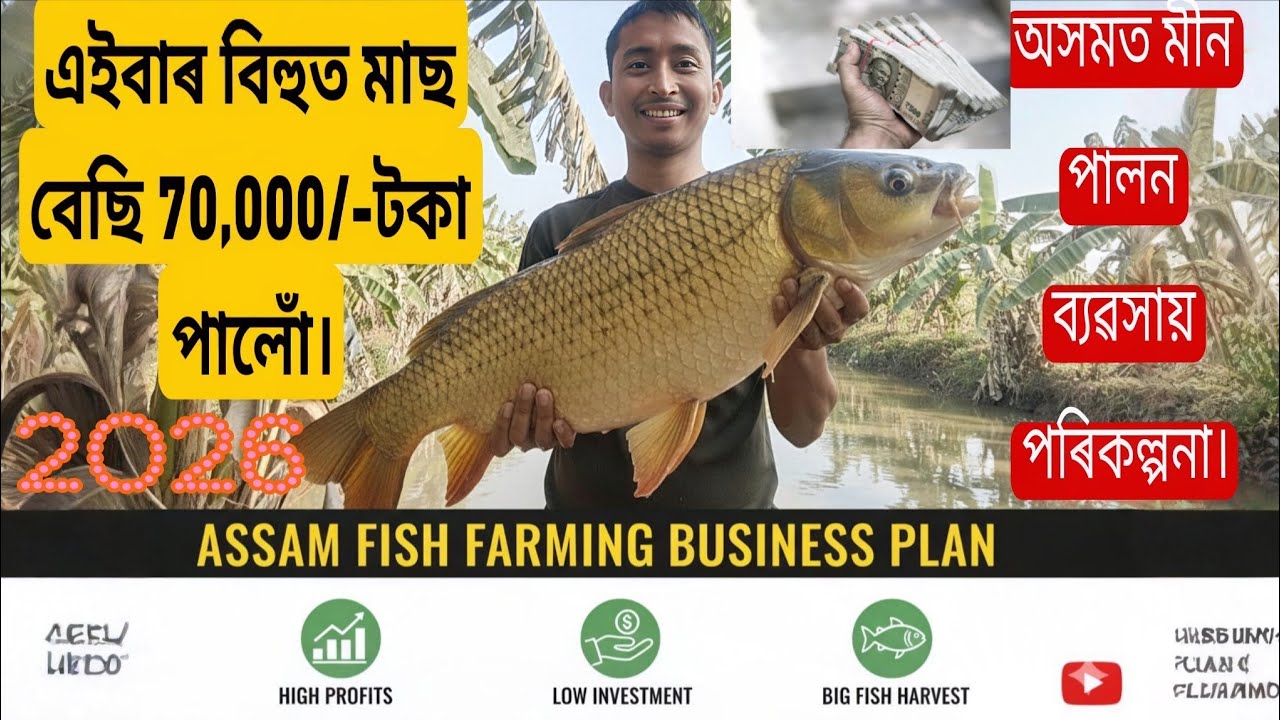 কেনেকৈ অসমত মীন পালন ব্যৱসায় পৰিকল্পনা কৰিব পাৰি। ASSAM FISH FARMING BUSINESS PLAN.Moriga fish farm