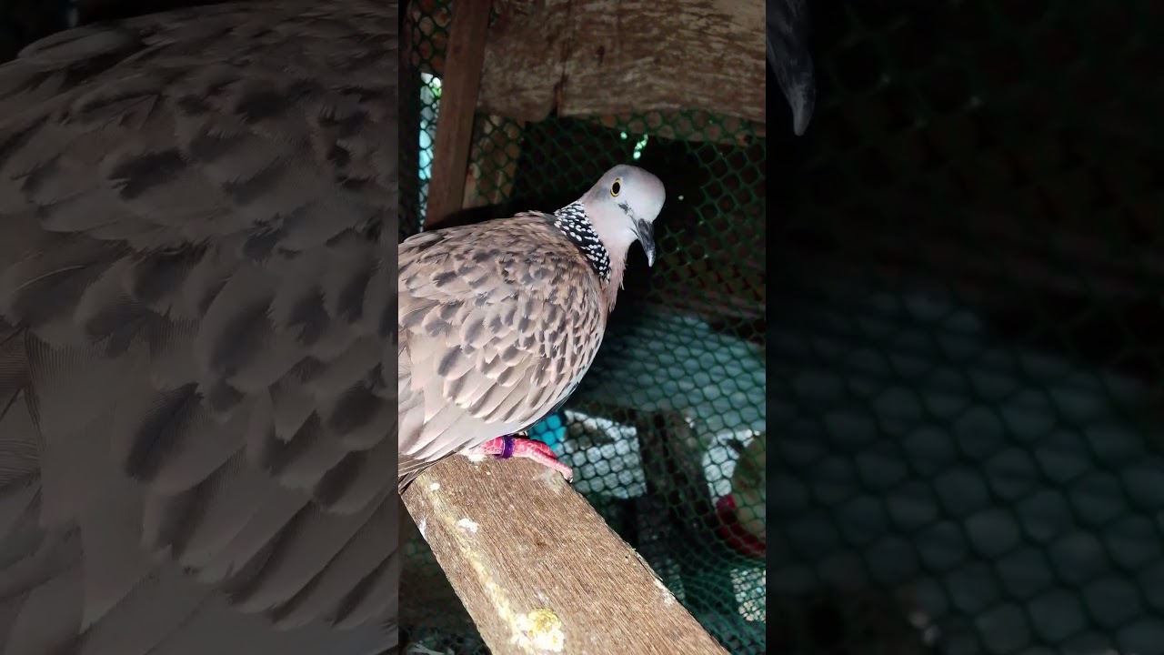Wow#cute #Dove#beautiful #reels #amazing #animals #birds #nice