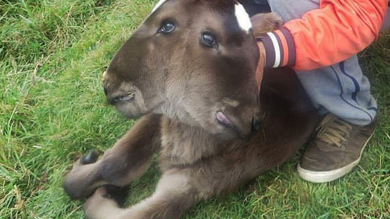 10 Animals with Extra Body Parts