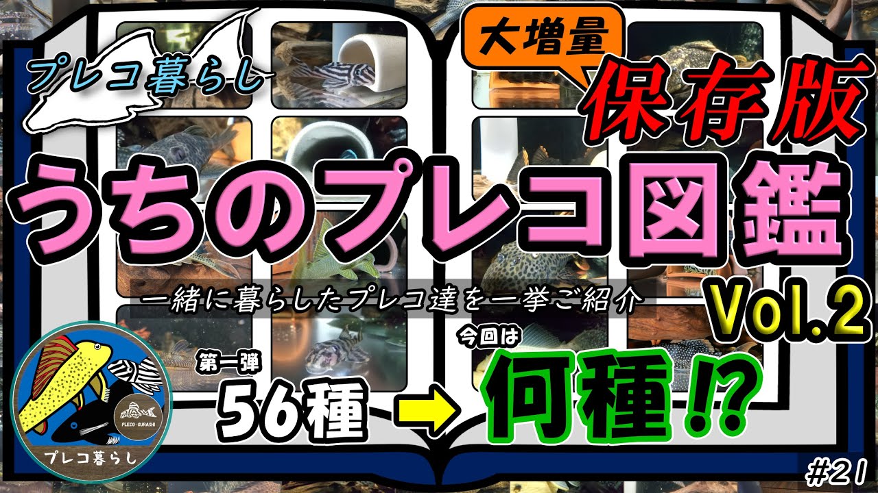 うちのプレコ図鑑Vol.2 プレコ暮らし#21