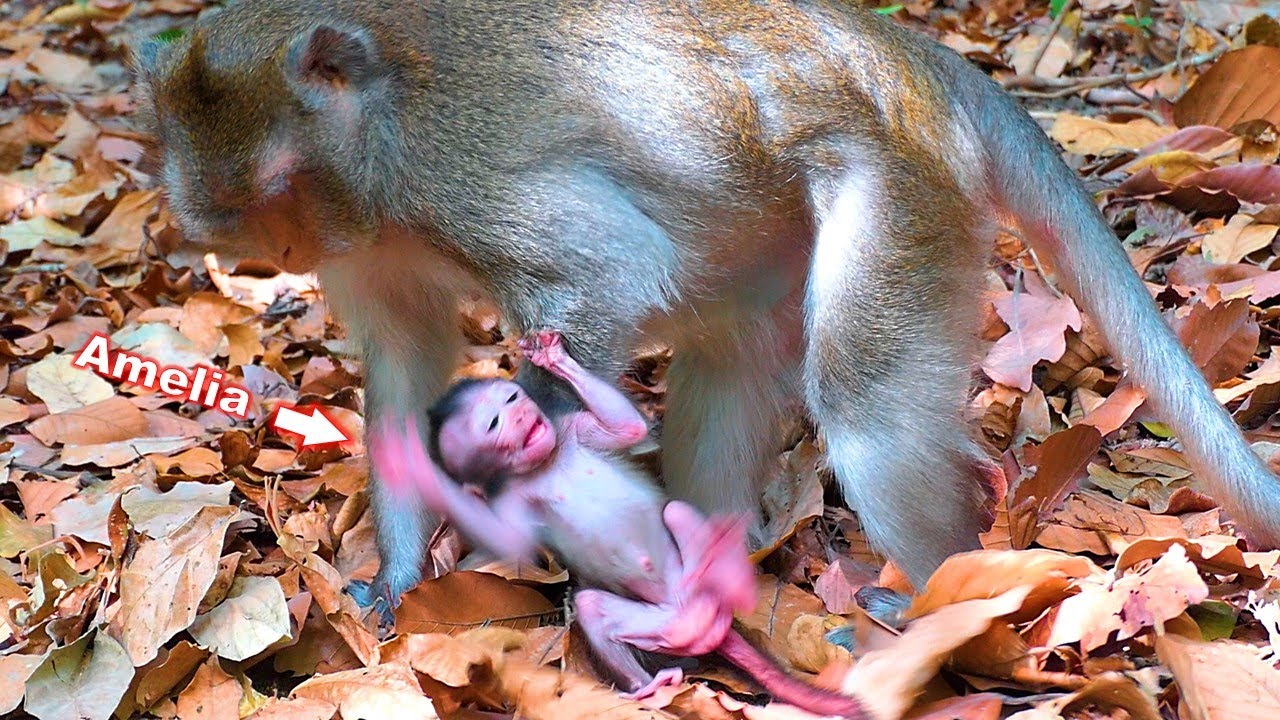 Hmm...! Mom Anna & BB Amelia