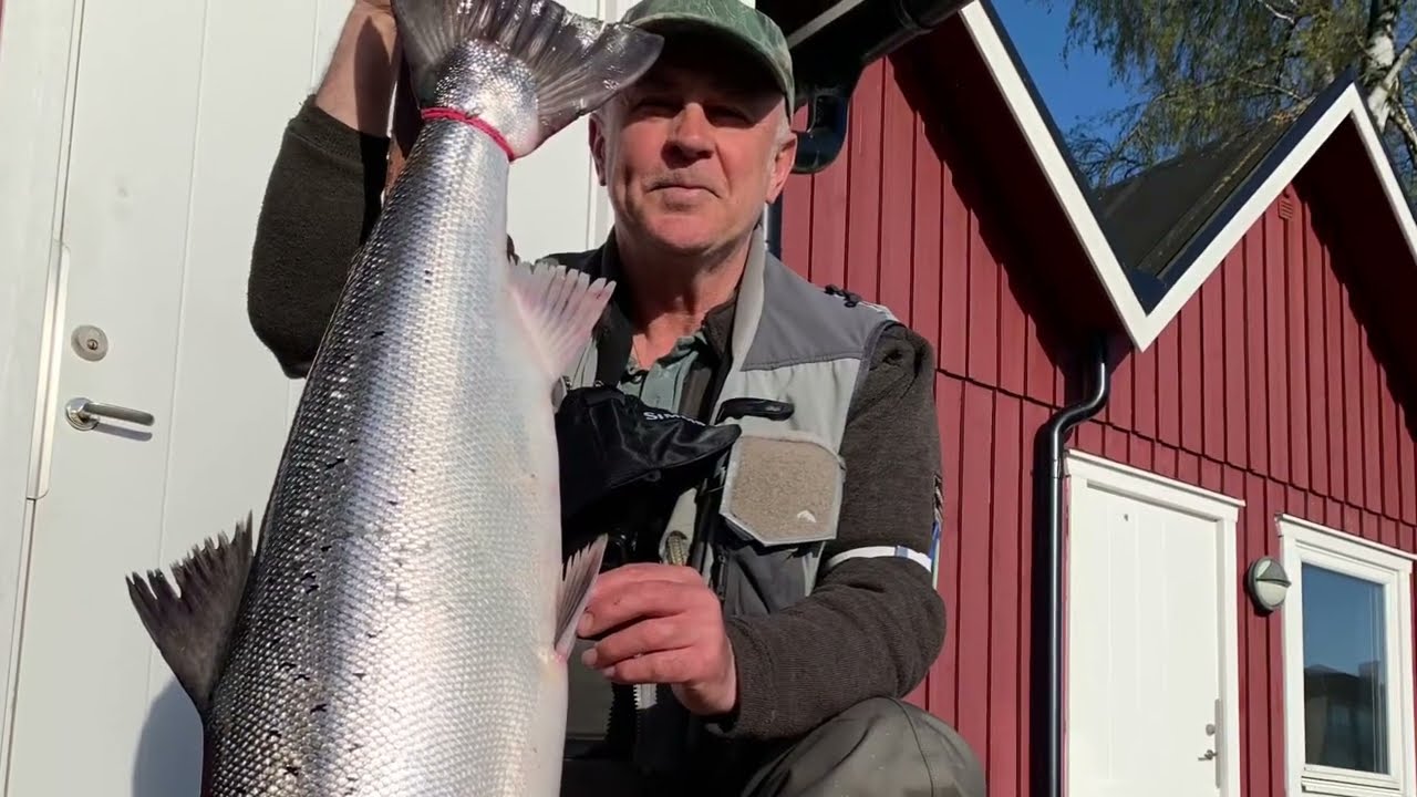 Laxfiske Lagan - Maj 2023 102cm. 12,5 kg.