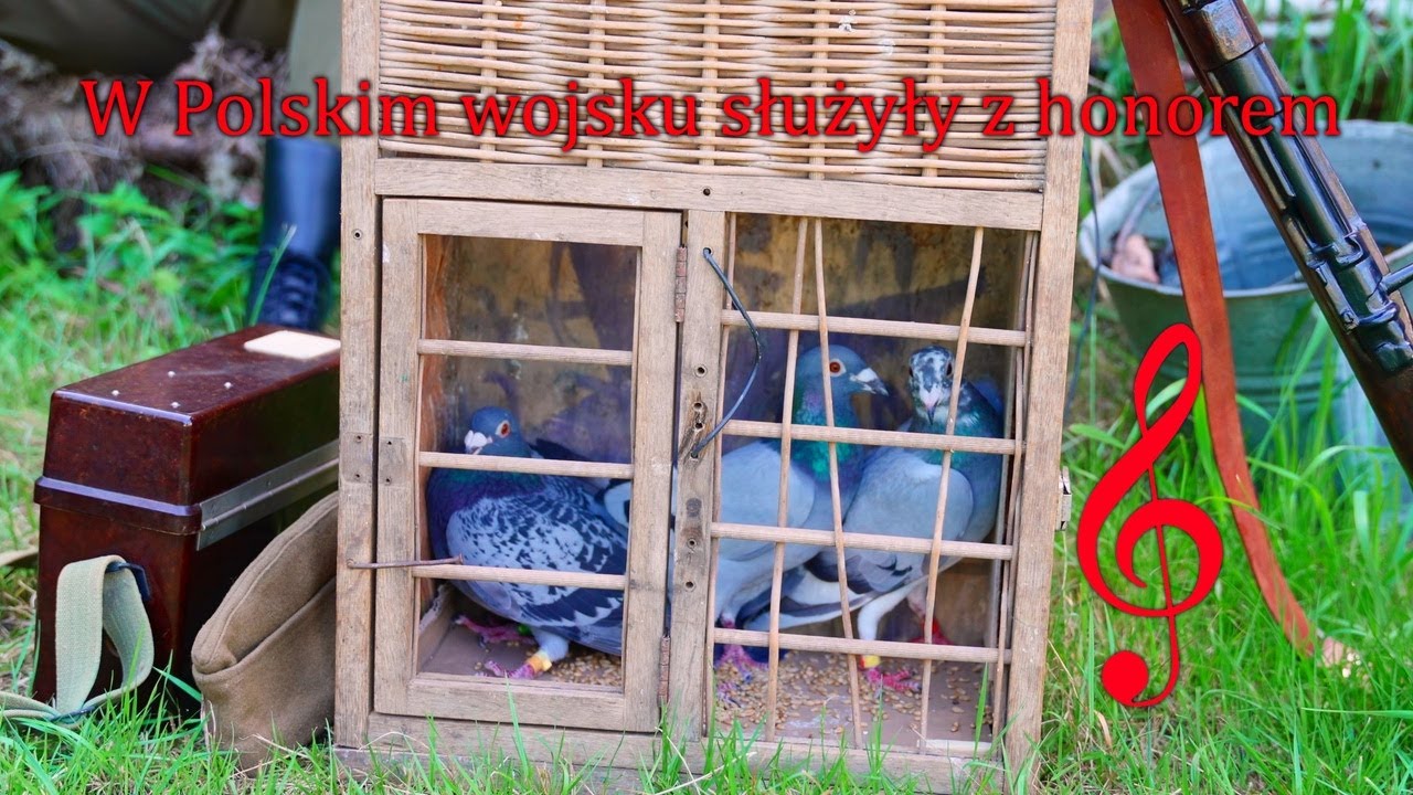 Piosenka o gołębiach - W polskim wojsku służyły z honorem