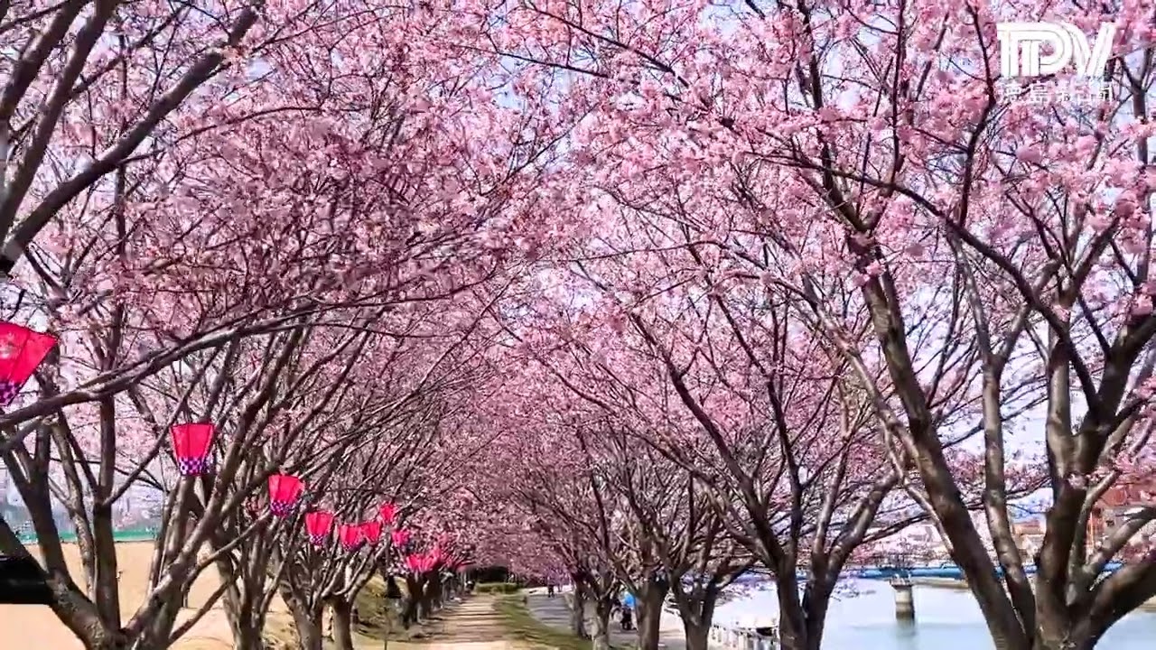 徳島中央公園で蜂須賀桜が見頃