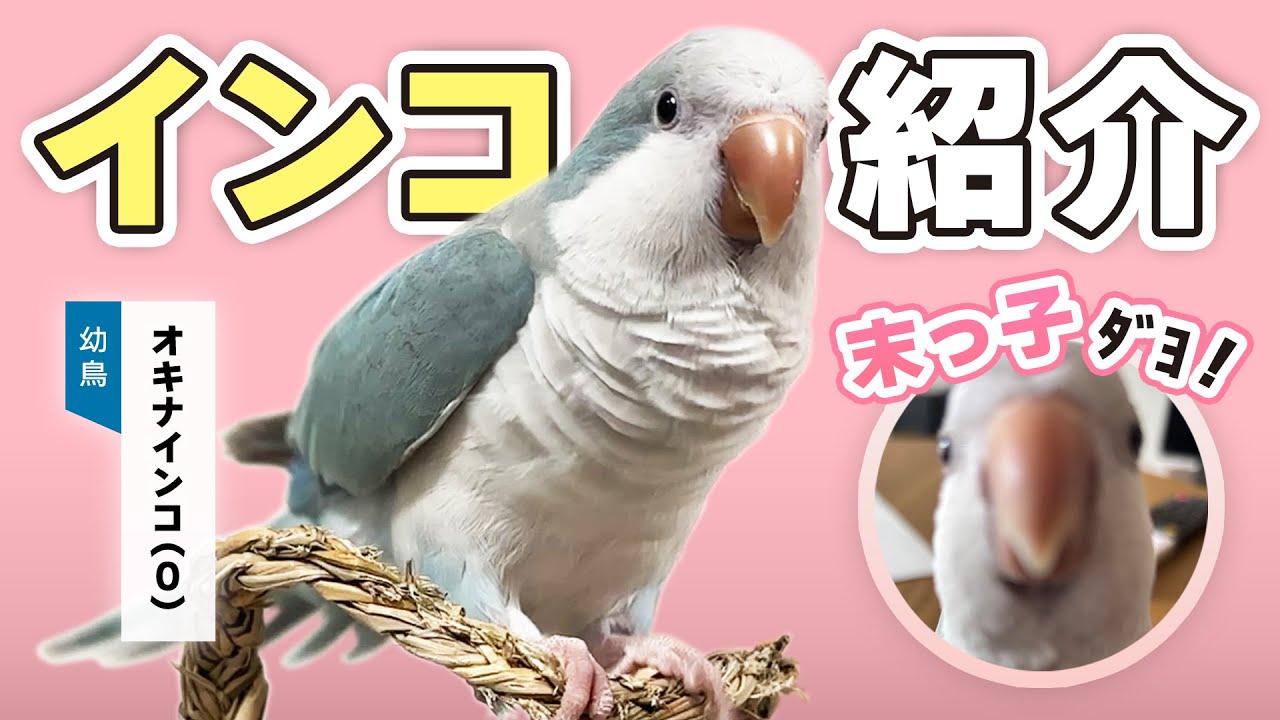 【0才】インコ紹介【オキナインコ】