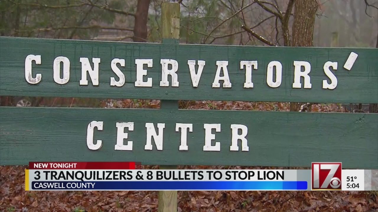 3 tranquilizer darts, 8 bullets used to take down lion after fatal NC attack