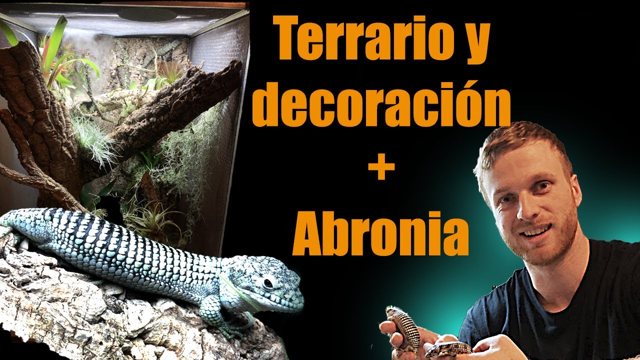 Como decorar y diseñar un terrario - Abronia taeniata