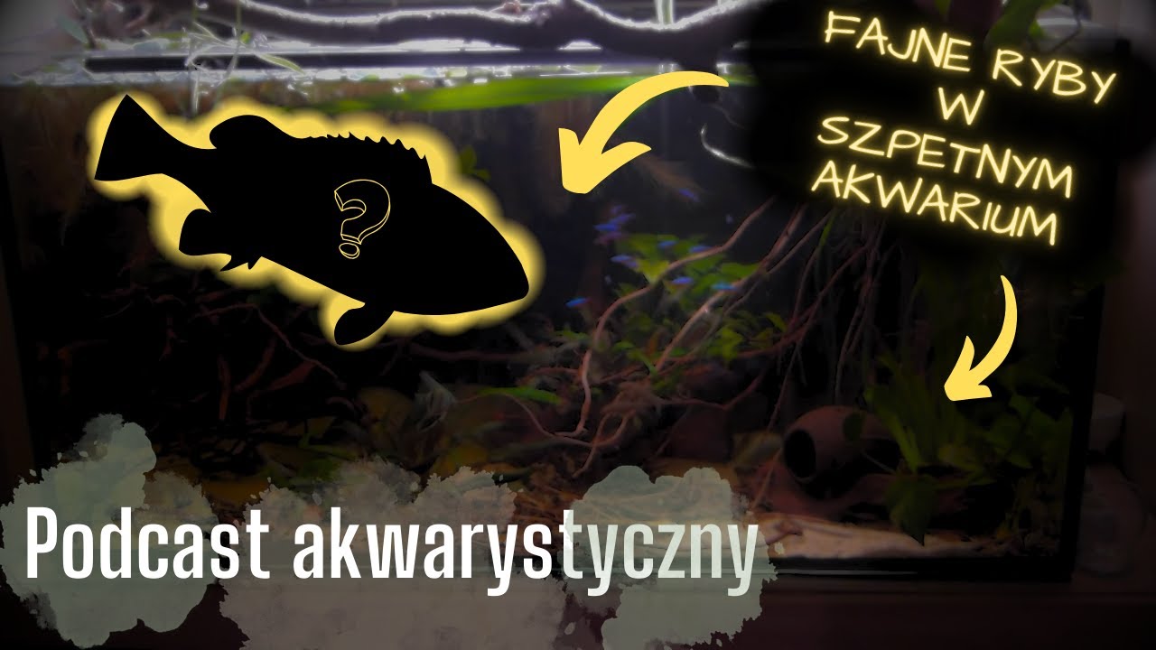 Podcast akwarystyczny - KONIEC akwarium 900l czyli fajne ryby w szpetnym akwarium