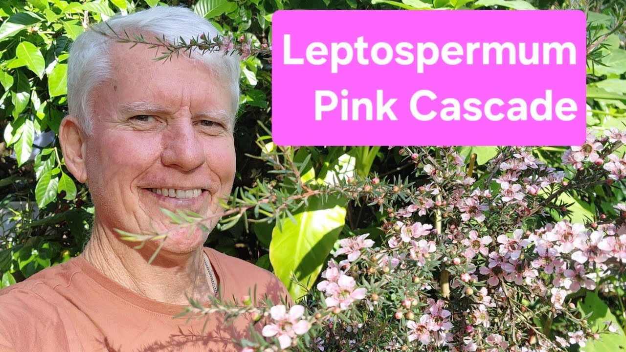 Leptospermum Pink Cascade - Growing for best flowers