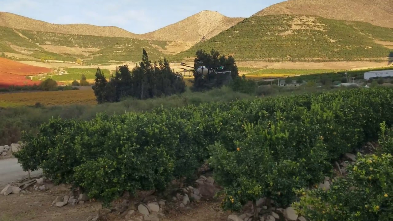 Drone fertilizing tree citrics