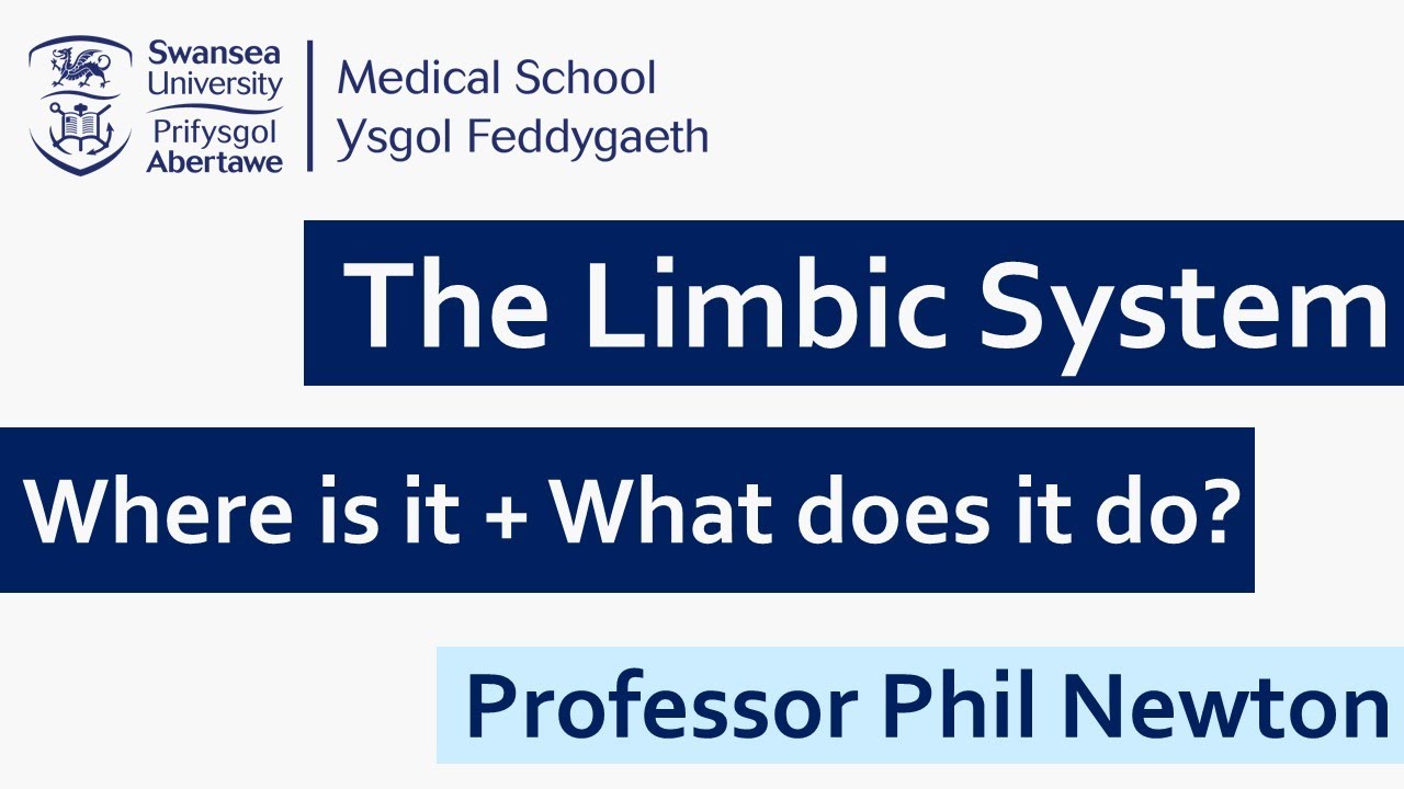 The Limbic System