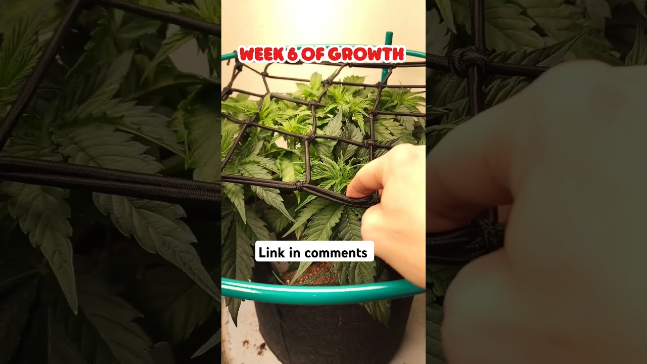 definitely easier and faster than using twist ties to lst.