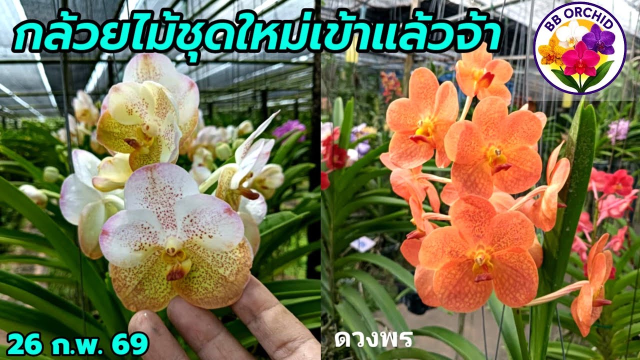 EP.83 กล้วยไม้ชุดใหม่เข้าเพิ่ม กล้วยไม้สวยๆ ออกดอกบ่อย #กล้วยไม้ #orchid 