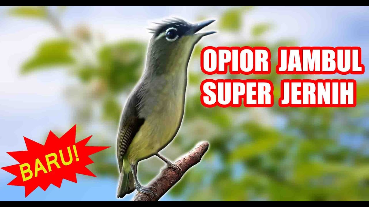 SUARA BURUNG MASTERAN OPIOR JAMBUL GACOR
