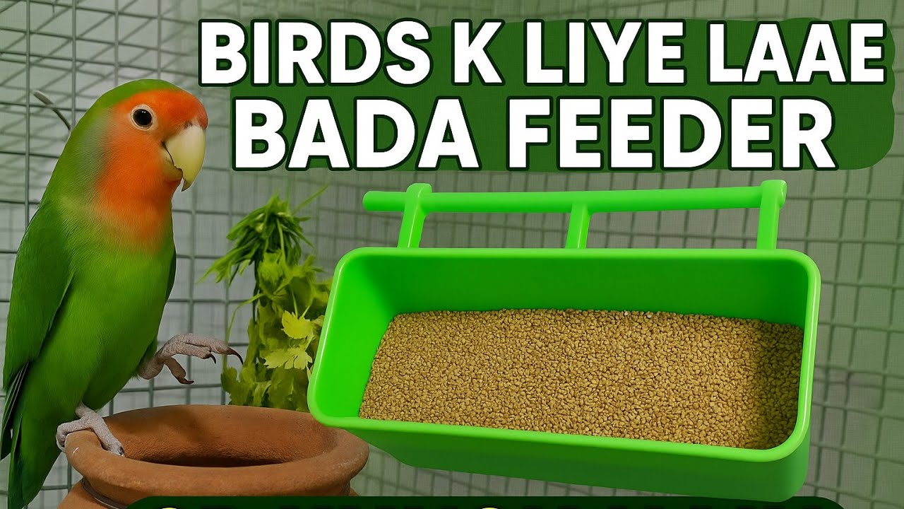 Birds ke liyee laaye Bada feeder 💘#petsvlog #birds #pets