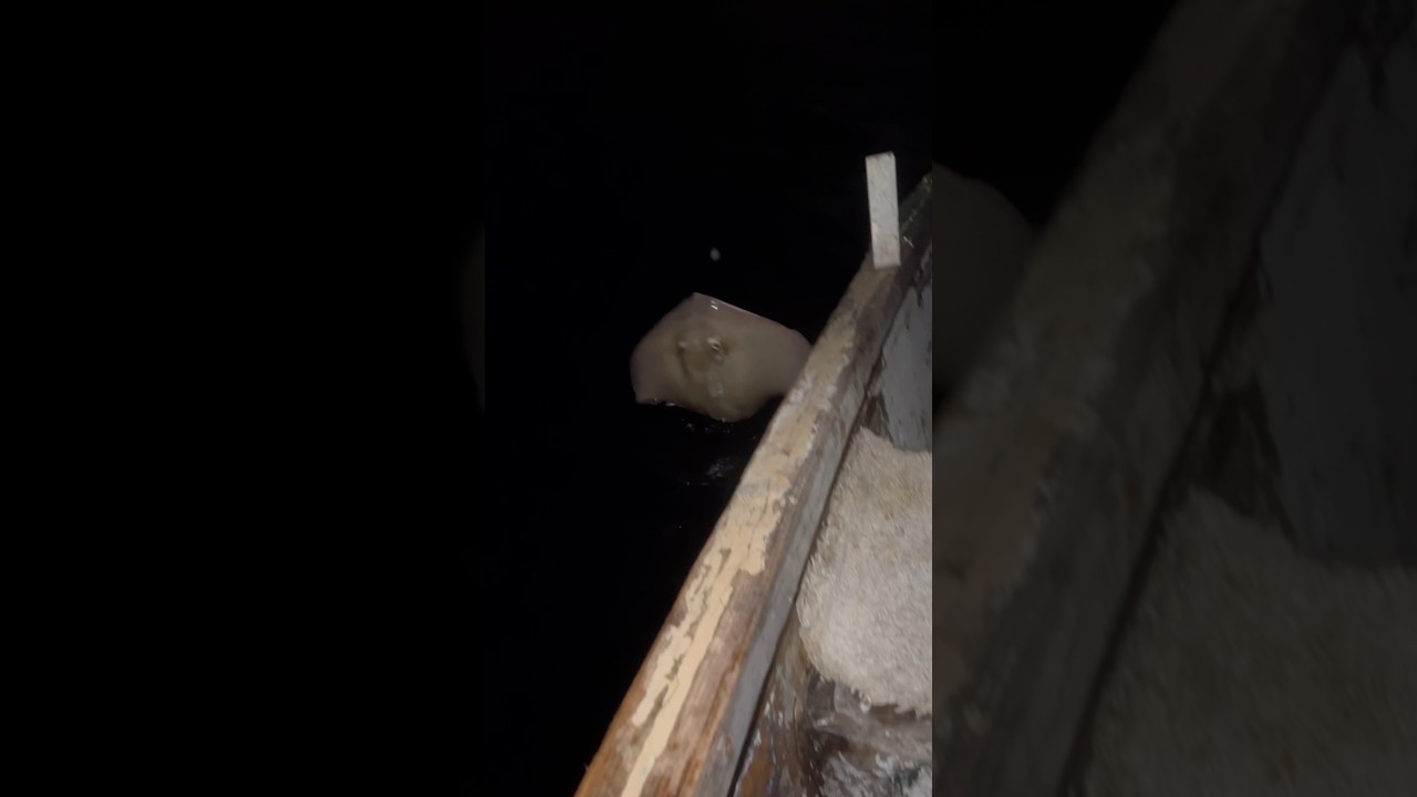Pesca de manta raya con línea de mano 