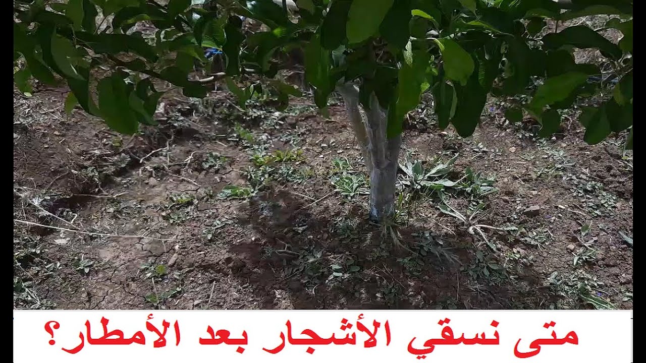 هل نسقي الأشجار قبل أو بعد الأمطار ؟ و كمية السقي