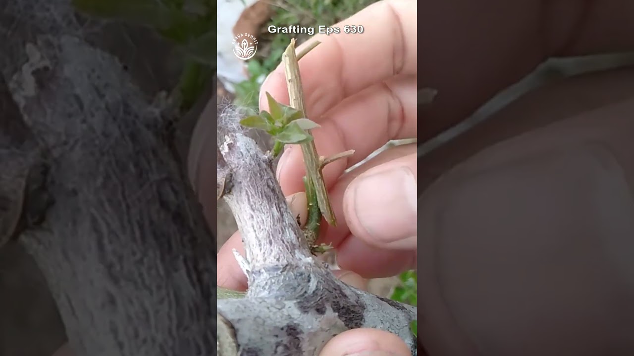grafting bougainvillea plant ep 630 #grafting #bougainvillea #sambungpucuk #gardening