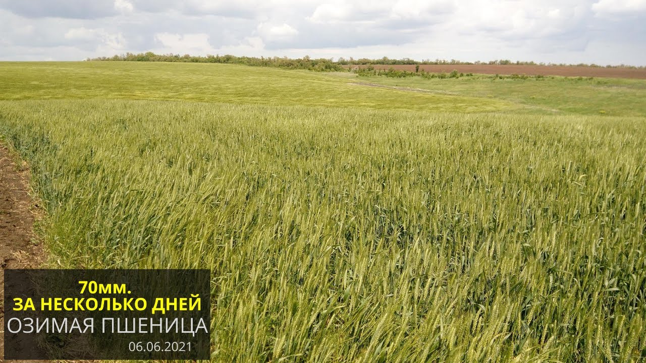 Озимая пшеница после дождей. Состояние на 06 июня 2021