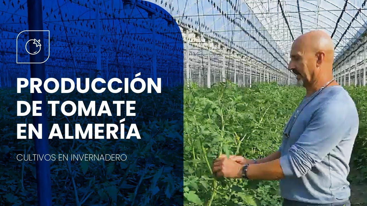 Producción de TOMATE bajo Invernadero en Almería 🍅