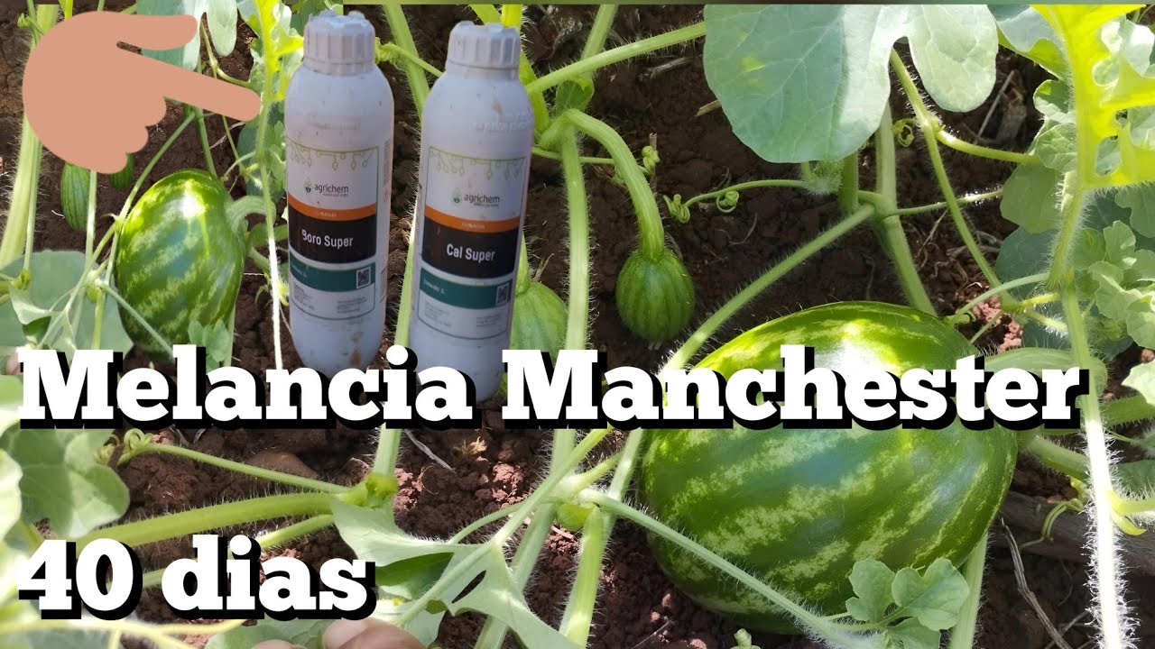 Melhores Adubos para alto pegamento de frutos 