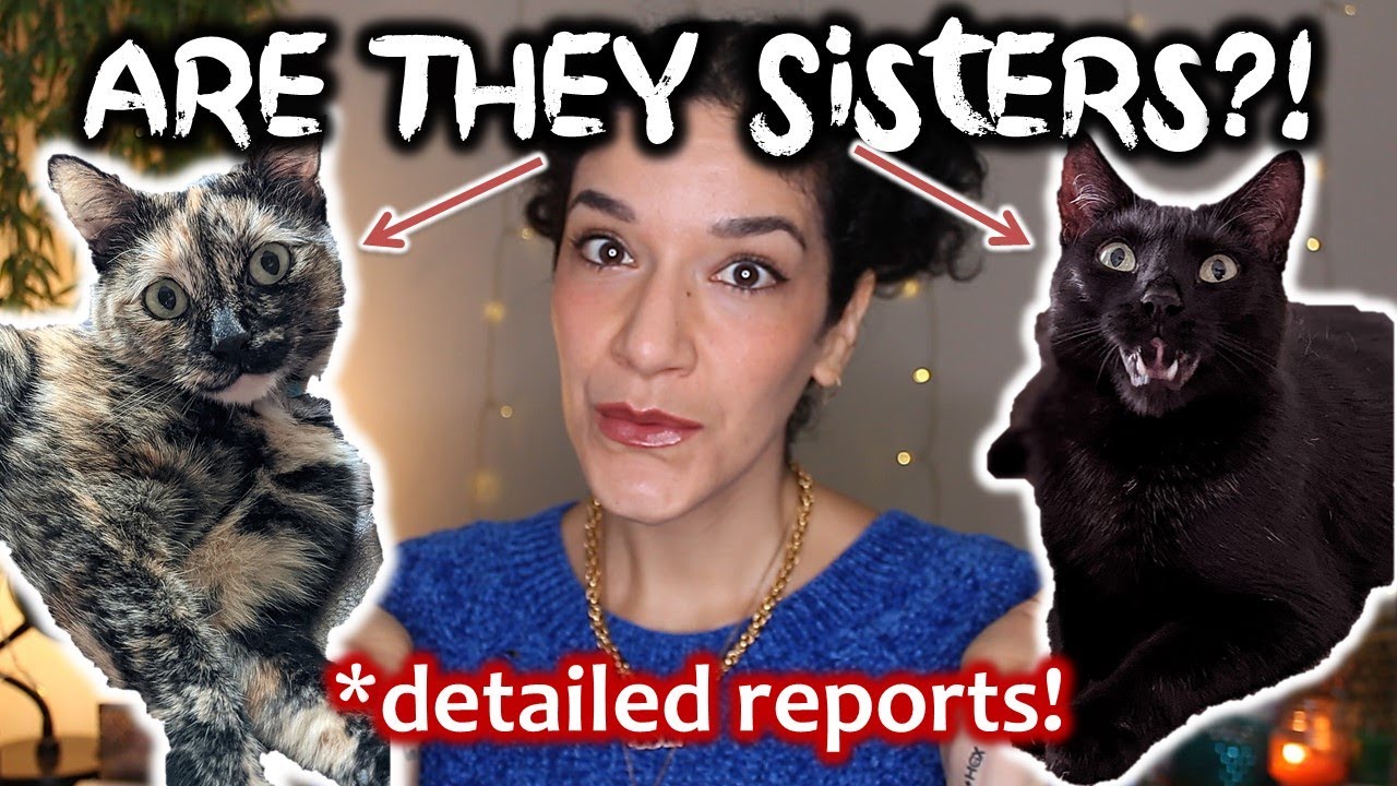 Giving my cats a home DNA test 🙀🧬 detailed Basepaws review!