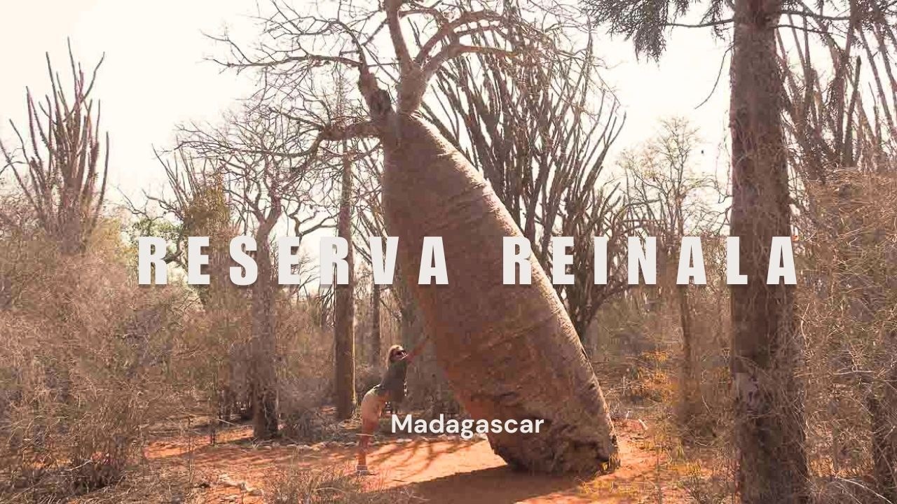 RESERVA RENIALA FÔRET DES BAOBABS-▶️Explorando Madagascar 🐒