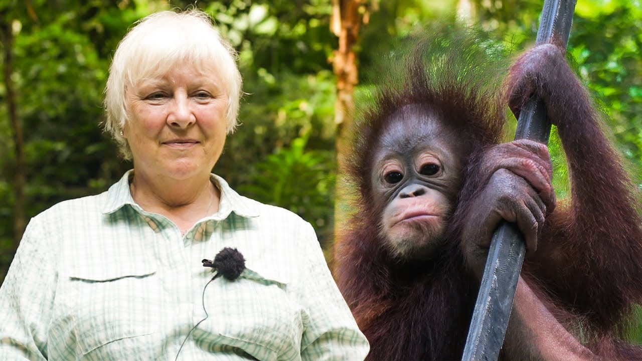 Volunteers Review the Samboja Lestari Orangutan Volunteer Project in Borneo  |  The Great Projects