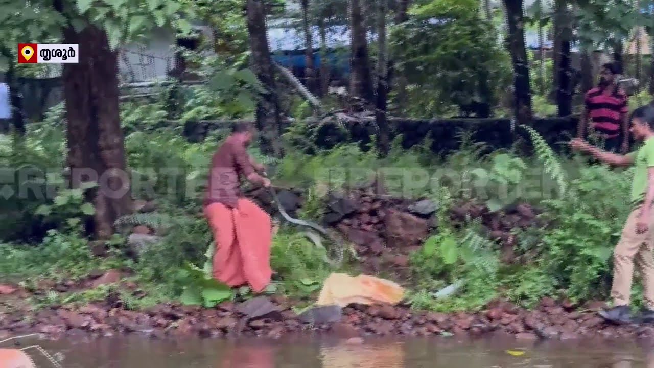 അപകടകരമായ രീതിയിൽ രാജവെമ്പാലയെ പിടിപ്പിക്കുന്ന ദൃശ്യങ്ങൾ പുറത്ത് | Thrissur | King Cobra